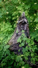 Close-up of lizard on tree trunk