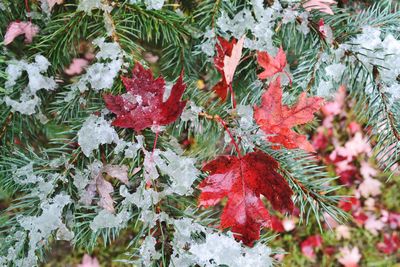 Close-up of red maple leaves on tree during winter