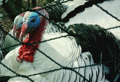 Turkey birds seen through fence