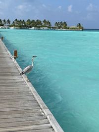 Stork watching seascape against the sky in maldives