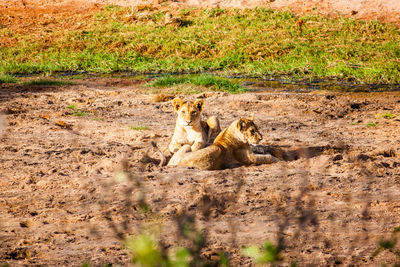 View of lizard on dirt road