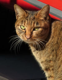 Close-up portrait of cat