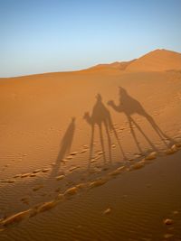 Rear view of man riding horse on beach against clear sky