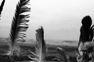 Close-up of flowering plants on field against clear sky