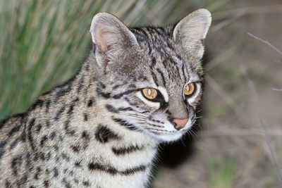 Close-up portrait of a cat