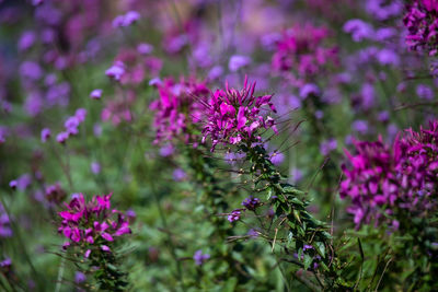 Close-up of purple flowering plants on field