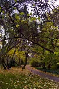 Trees in forest