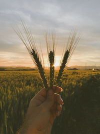 Hand holding crops on field against sky during sunset