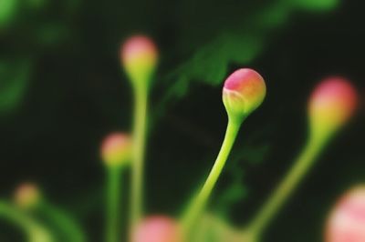 Close-up of pink flower buds