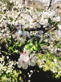 Close-up of pink flowers on branch