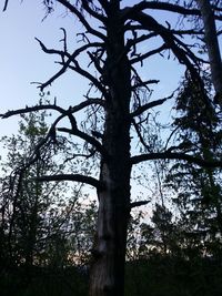 Low angle view of bare trees against sky