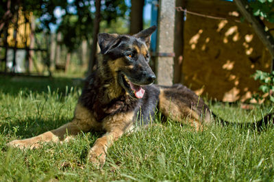 Dog lying on grass