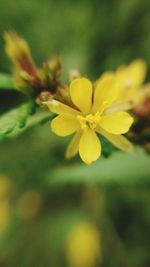 Close-up of yellow flower blooming outdoors