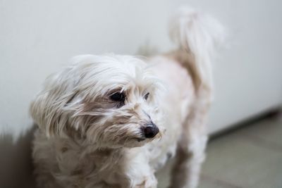 Close-up portrait of white dog