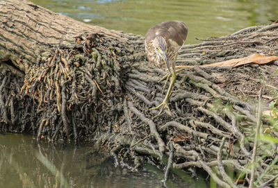 Birds in a lake