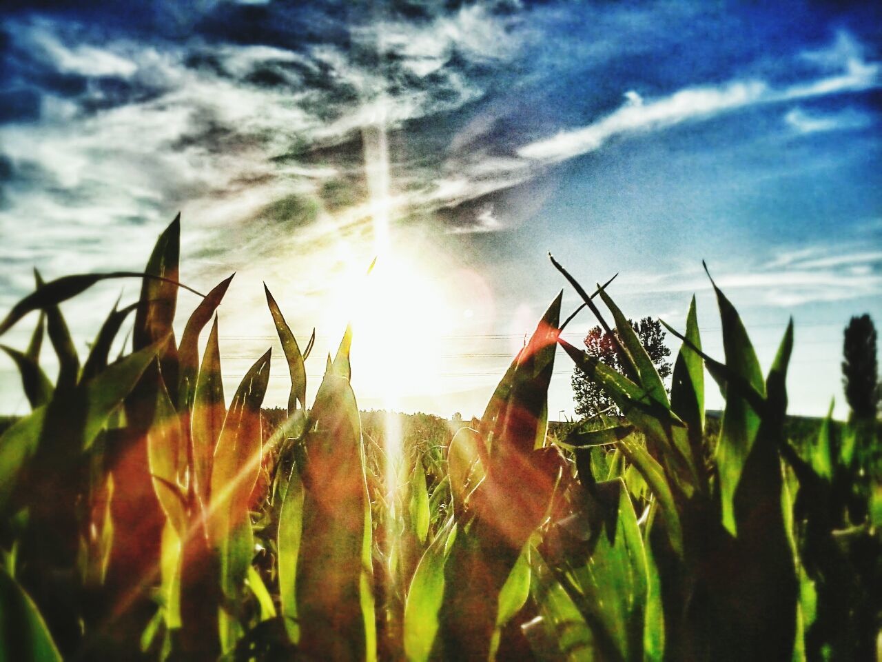 sky, sun, grass, plant, sunlight, sunbeam, lens flare, growth, field, cloud - sky, sunset, nature, cloud, close-up, leaf, outdoors, beauty in nature, day, no people, grassy