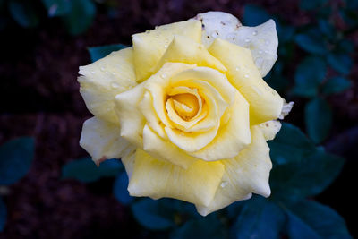 Close-up of wet rose flower