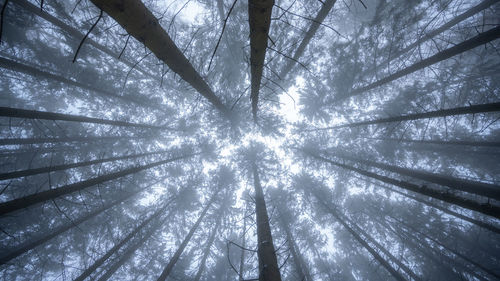 Low angle view of trees in forest