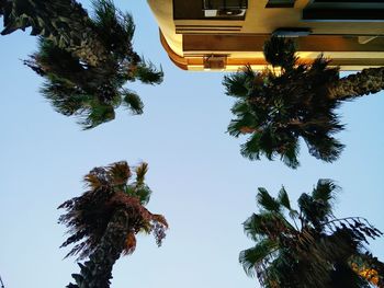 Low angle view of palm tree against clear sky