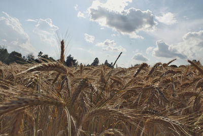 Close-up of wheat growing on field against sky