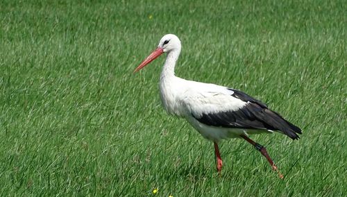 Close-up of bird on field