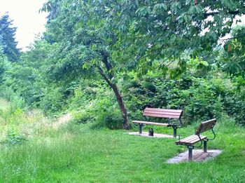 Trees growing in park