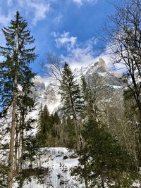 Low angle view of pine trees against sky during winter