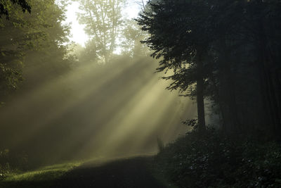 Trees in forest against sky
