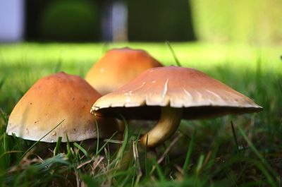 Close-up of mushroom growing on field