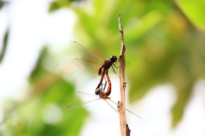 Close-up of insect on plant