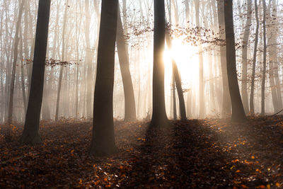 Sunlight streaming through trees in forest during autumn