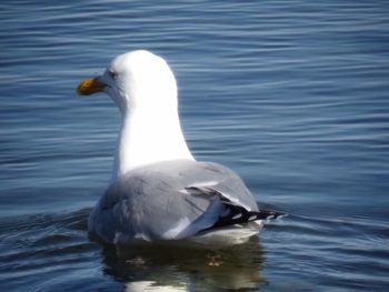 Swan swimming in lake