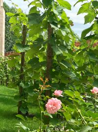 Close-up of pink flowering plants