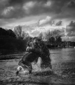 View of dog in water against sky