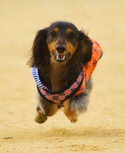 Portrait of dog on beach