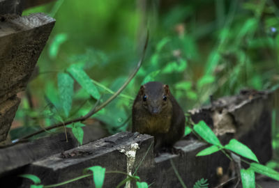 Close-up of squirrel perching on plant