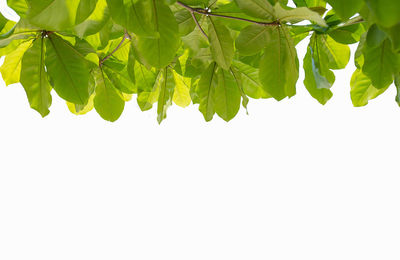 Close-up of plant against clear sky