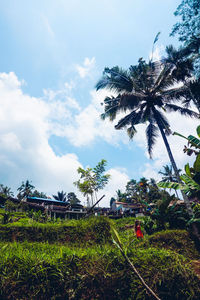 Low angle view of coconut palm trees against sky