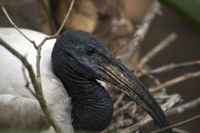 Close up of a wood stork mycteria americana