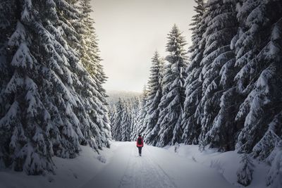 Rear view of man walking on snow covered landscape amidst trees