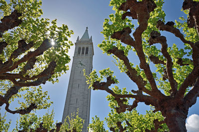 Low angle view of trees and sather tower