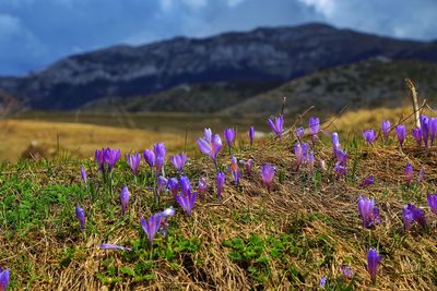 Close-up of purple crocus flowers on field