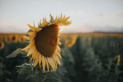 Close-up of sunflower against sky