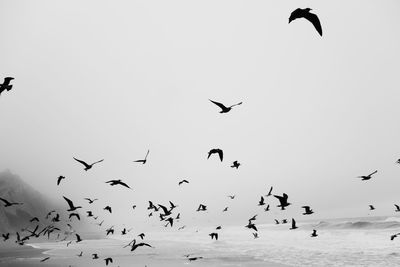 Low angle view of birds flying against clear sky