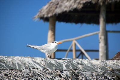 Seagull perching on roof against sky