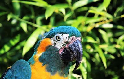 Close-up of parrot head