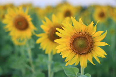 Close-up of fresh sunflower blooming in field