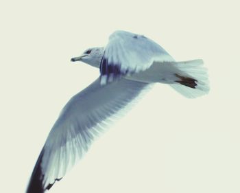 Bird flying over white background