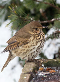 Close-up of bird perching outdoors