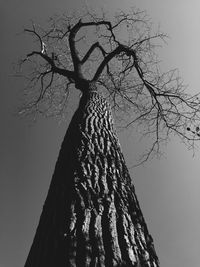 Low angle view of bare trees against sky